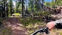 Descente à VTT avec un chien et un invité surprise... flippant