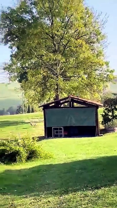 Il lupo che passeggia nell'orto a Tordenaso. E la gallina sparisce. Non è il primo avvistamento - Video