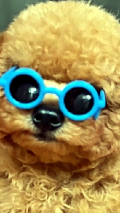 Olhem esse mini poodle!!