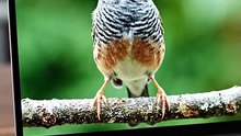 Bringing a Digital Bird into Reality with AI 🐦✨ (1)