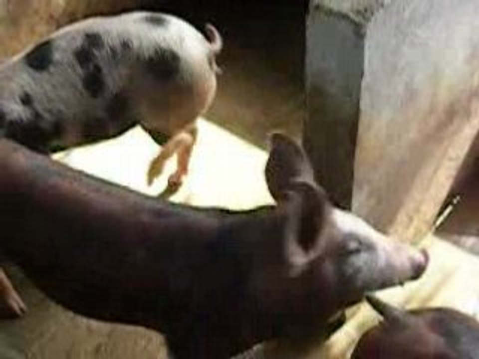 Piggy and Sisters