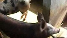 Piggy and Sisters