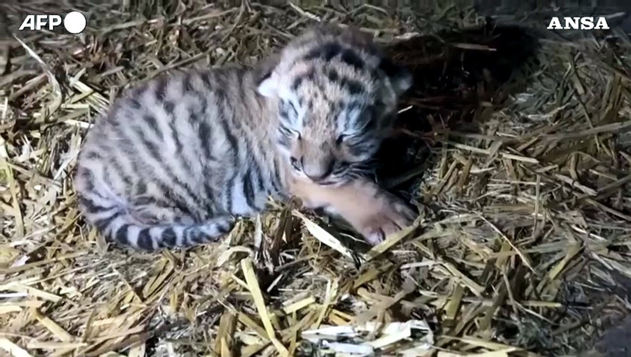 Allo zoo di Copenaghen nasce un cucciolo di tigre siberiana