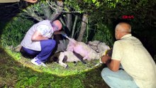 Bursa'da yıldırım düştü, 6 koyun öldü