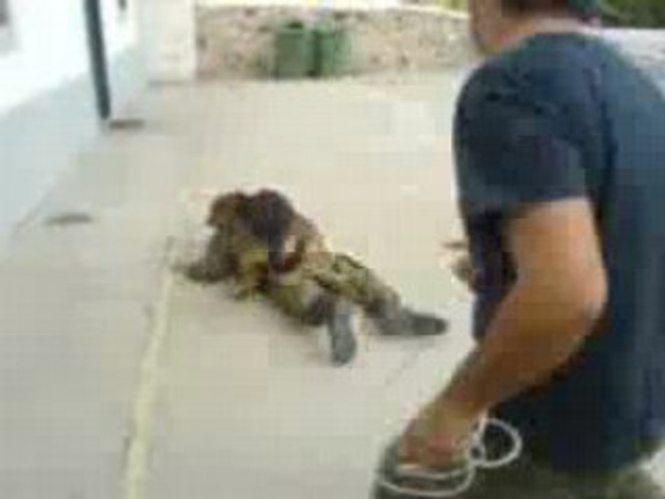 J AI DRESSER MON CHIEN