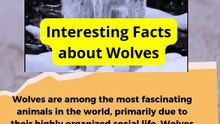 Interesting Facts about Wolves and Their Social Life
