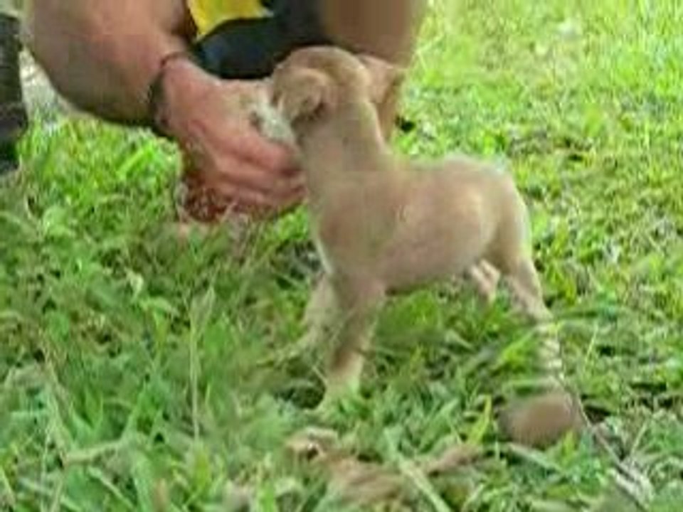 Puppy and paps davao