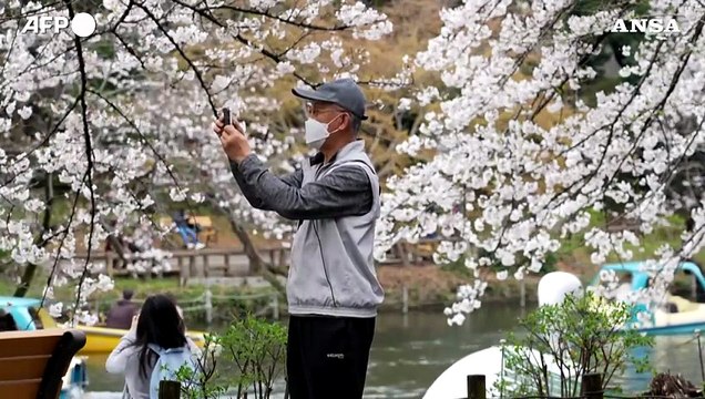 Tokyo, turisti e residenti si godono la piena fioritura dei ciliegi