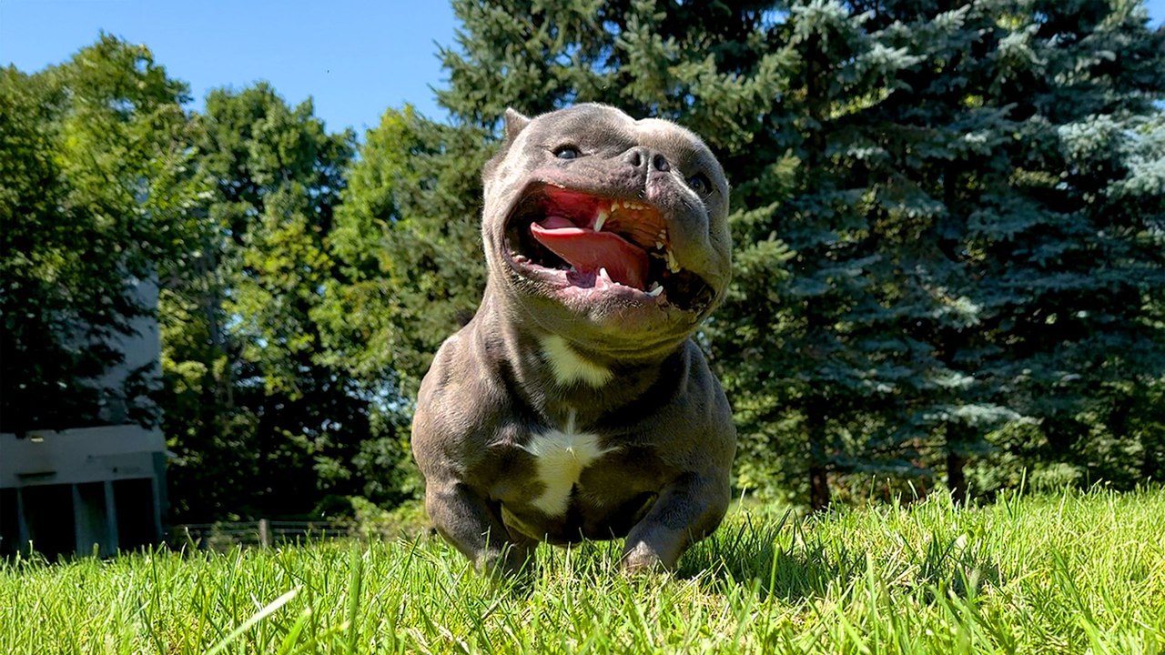 Pittie Kept In A Crate His Whole Life Picks His Mom