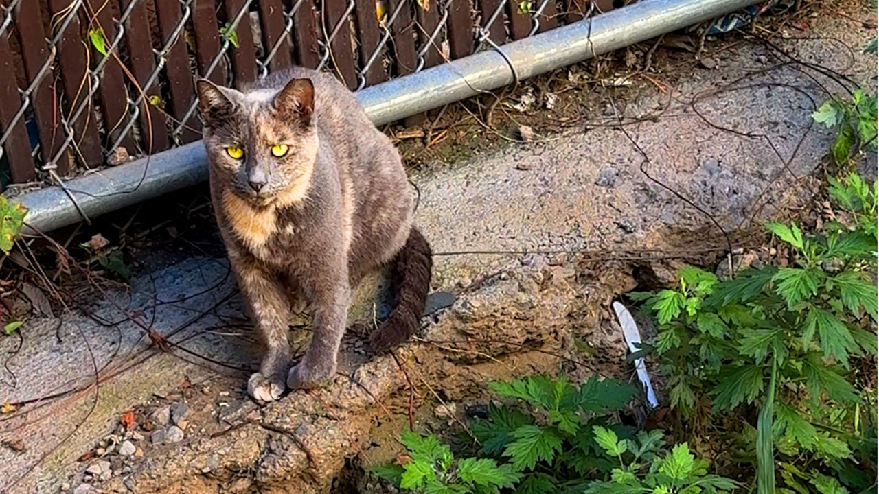 No One Would Help This Stray Cat Until This Woman Did