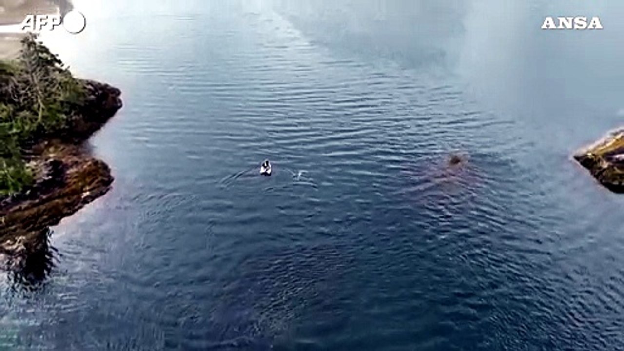 Canada, disincagliato un cucciolo di orca intrappolato nella laguna