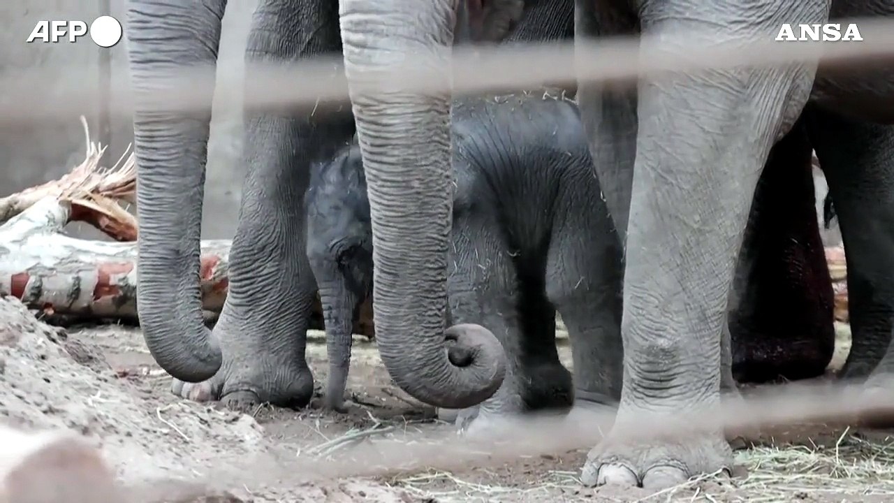 Lo zoo di Copenaghen da' il benvenuto a un cucciolo di elefante