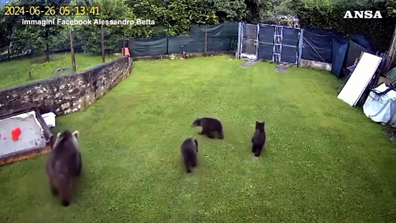 Trentino, un'orsa e tre cuccioli ripresi dalle telecamere di un giardino privato