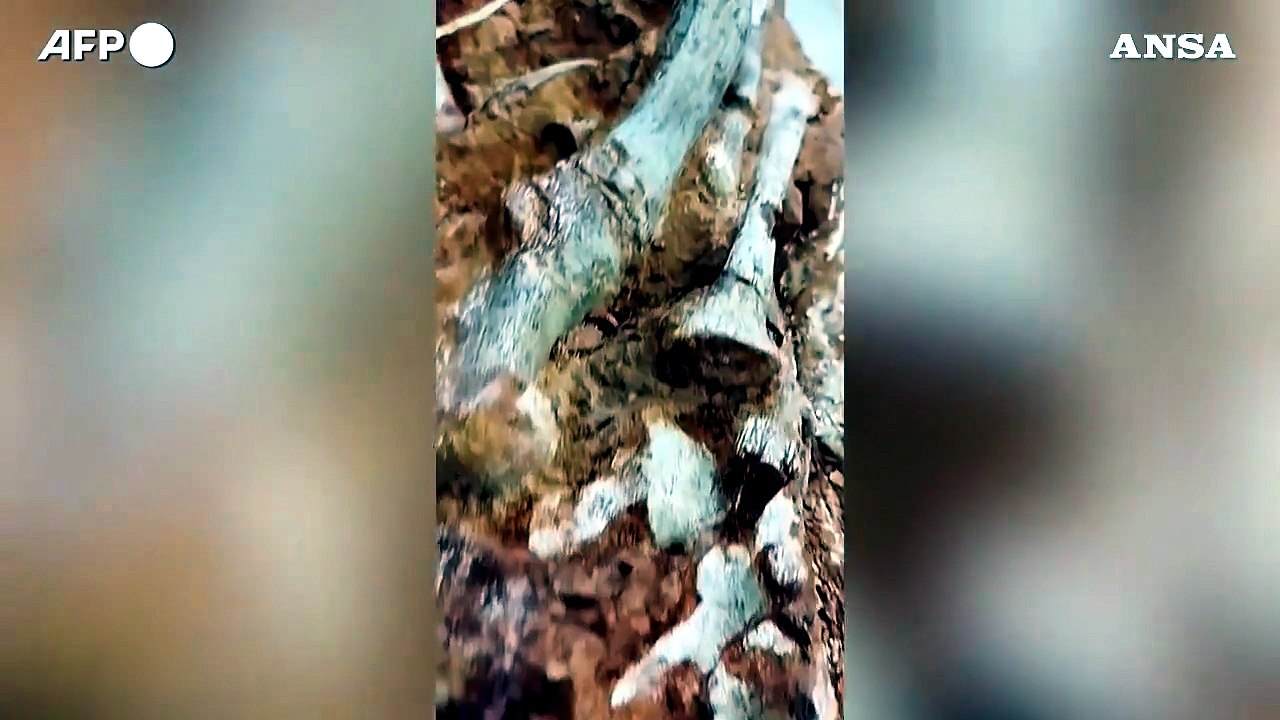 Brasile, le alluvioni portano alla luce un fossile di dinosauro
