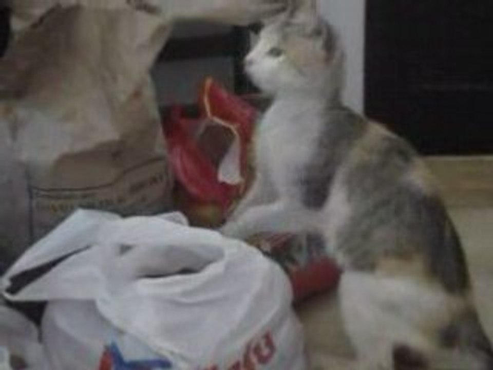 "Chat pardage" de croquettes