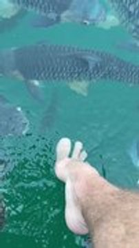 Fish Adorably Mistake Person's Toes for Food and Start Nibbling