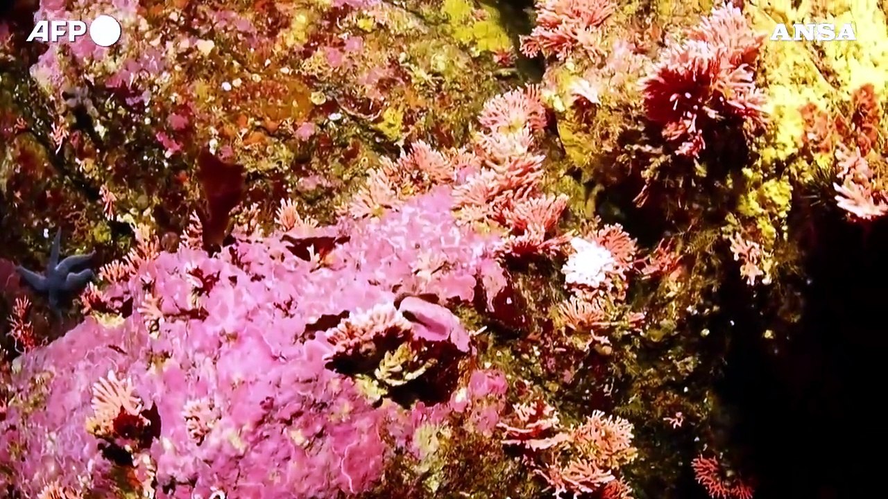 Cile, le immagini dell'idrocorallo rosso piu' a sud del mondo