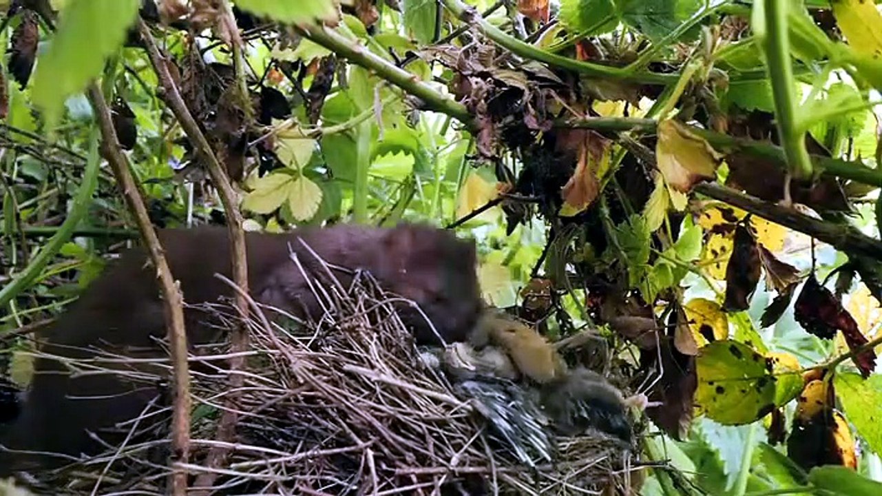 Springwatch S2026E05