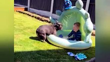 Funny dogs