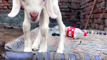 Pets Life #petslife #Viral #Funny #beauty