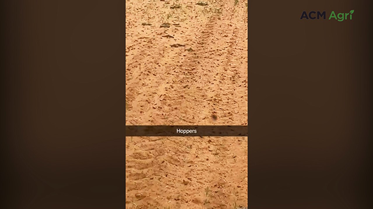 Mallee farmers curse locust invasion, after strong season start