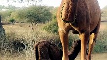 Desert camels Beauty