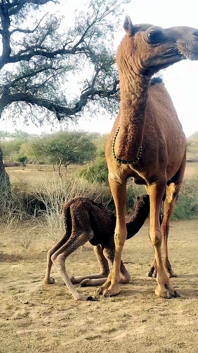 Desert camels Beauty