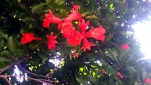 ザクロの花