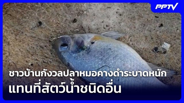 ชาวบ้านกังวลปลาหมอคางดำระบาดหนัก แทนที่สัตว์น้ำชนิดอื่น| เที่ยงทันข่าว |3 มิ.ย. 69