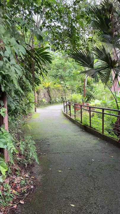 CANOPY WALK au-dessus de la jungle malaisienne