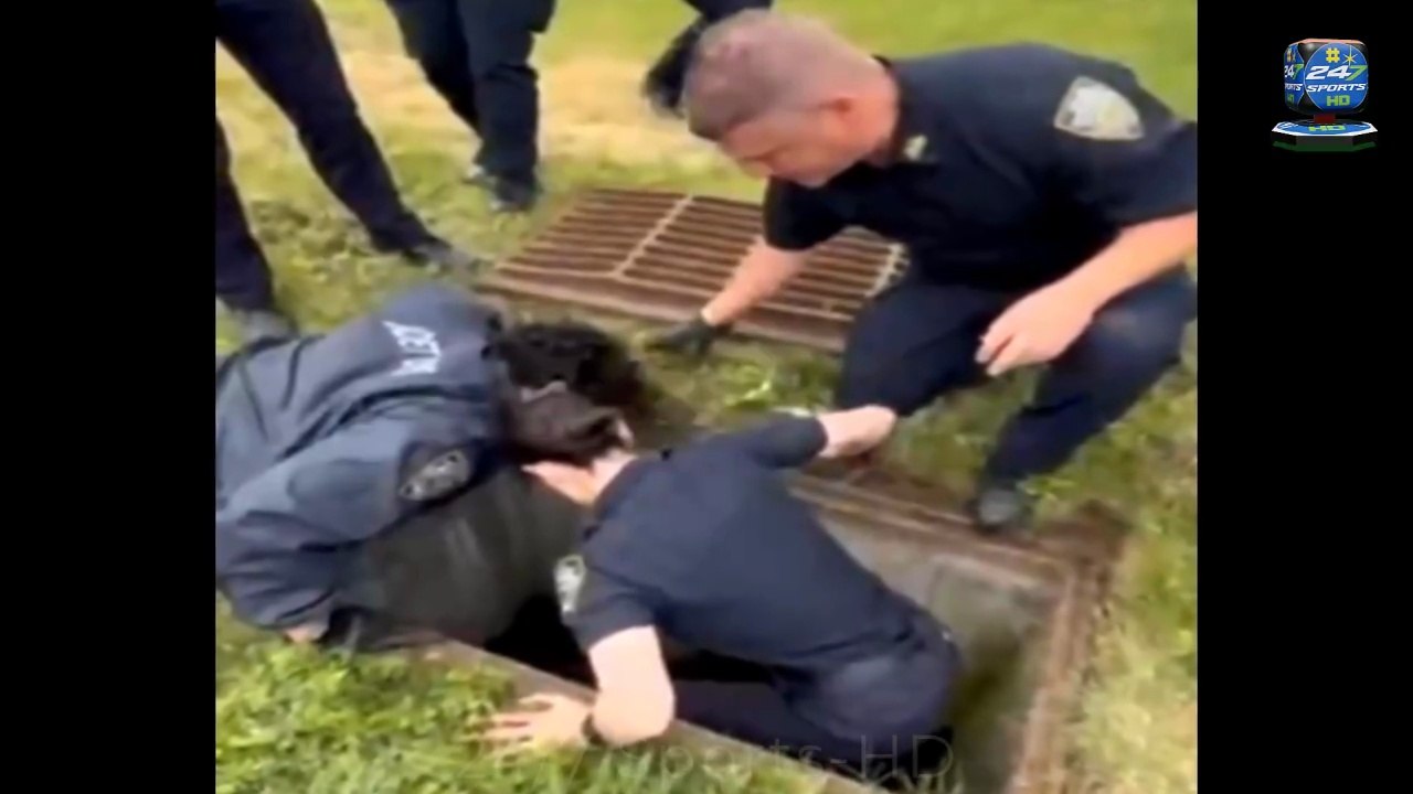 NYPD Cops Heroically Save 11 Baby Ducklings from Storm Drain in Front of their Frantic Mother