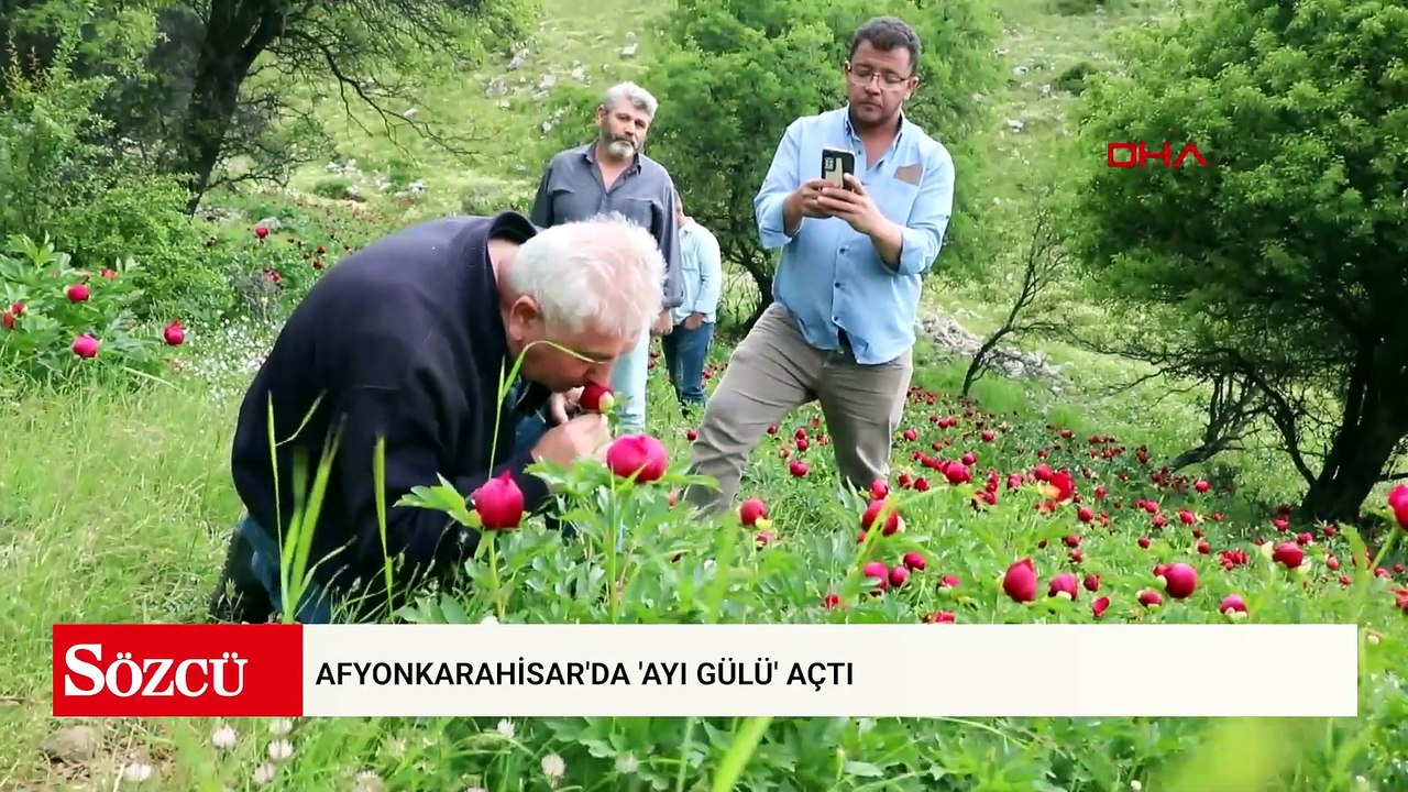 Afyonkarahisar'da 'ayı gülü' açtı; koparmanın cezası 699 bin 245 lira