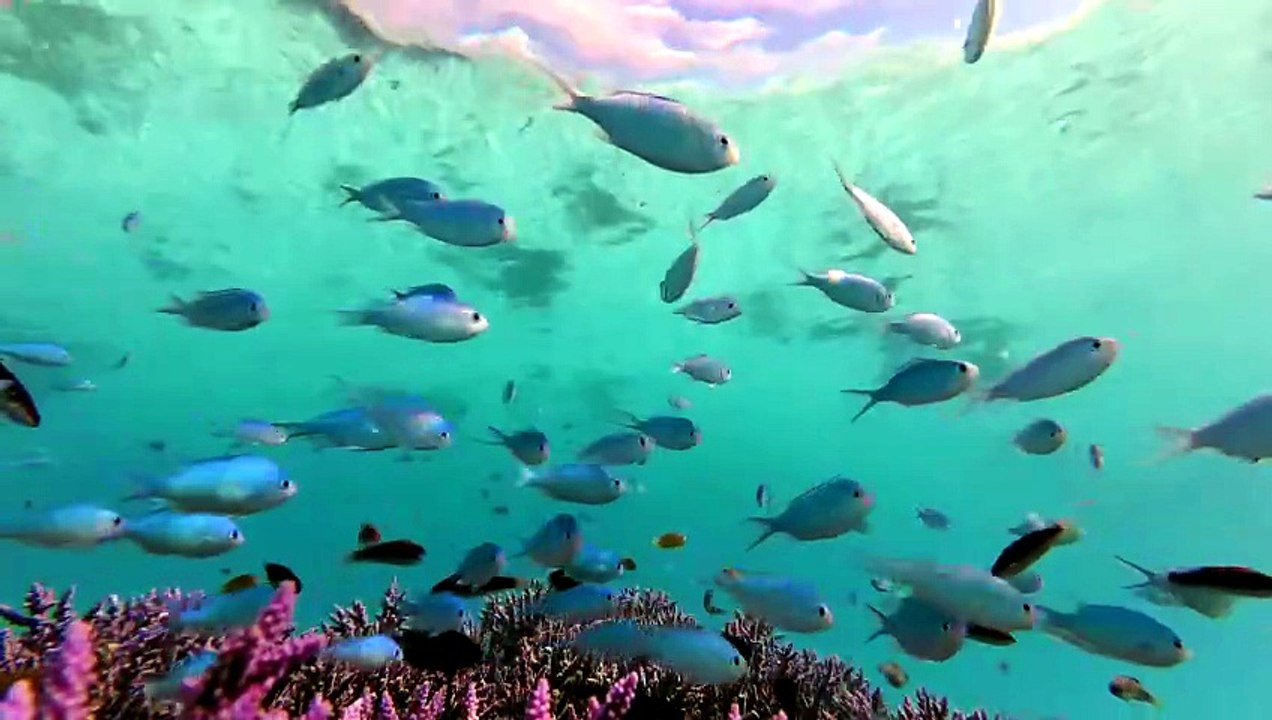 Grand requin blanc Carcharodon carcharias