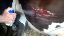 Samsun'da Yaylalarda Ayı Paniği! Büyükbaş Hayvanlara Saldırdılar
