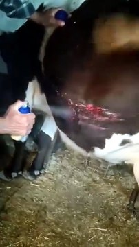 Samsun'da Yaylalarda Ayı Paniği! Büyükbaş Hayvanlara Saldırdılar