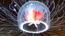 Immortal Jellyfish Reverses Aging at Will