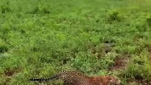 Leopard Vs Hyena Fight Over Hard Earned Prey