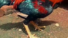 Cinematic Bangkok Chicken | Natural Beauty and Power | No Music