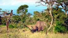 Mating Challenges @ Secret Safari Into the Wild
