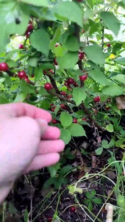 Récolte #asmr de ce petit fruit que personne ne connait #fruit #recolte #potager