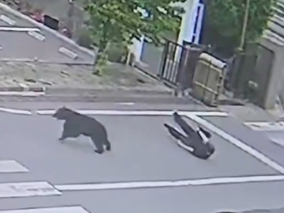Bär attackiert Mann mitten in der Stadt