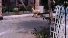 This Goat Looks Heartbroken 😂🐐