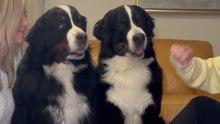 Paws Up: Energetic Dogs Join Girls in a Hands-in Challenge