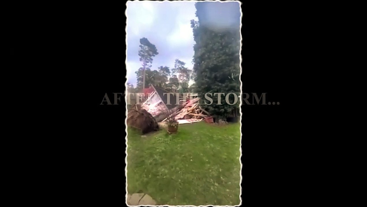 Tree Service Santa Ana