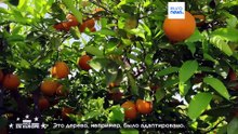 CrowdFarming: платформа, которая хочет кормить Европу лучше