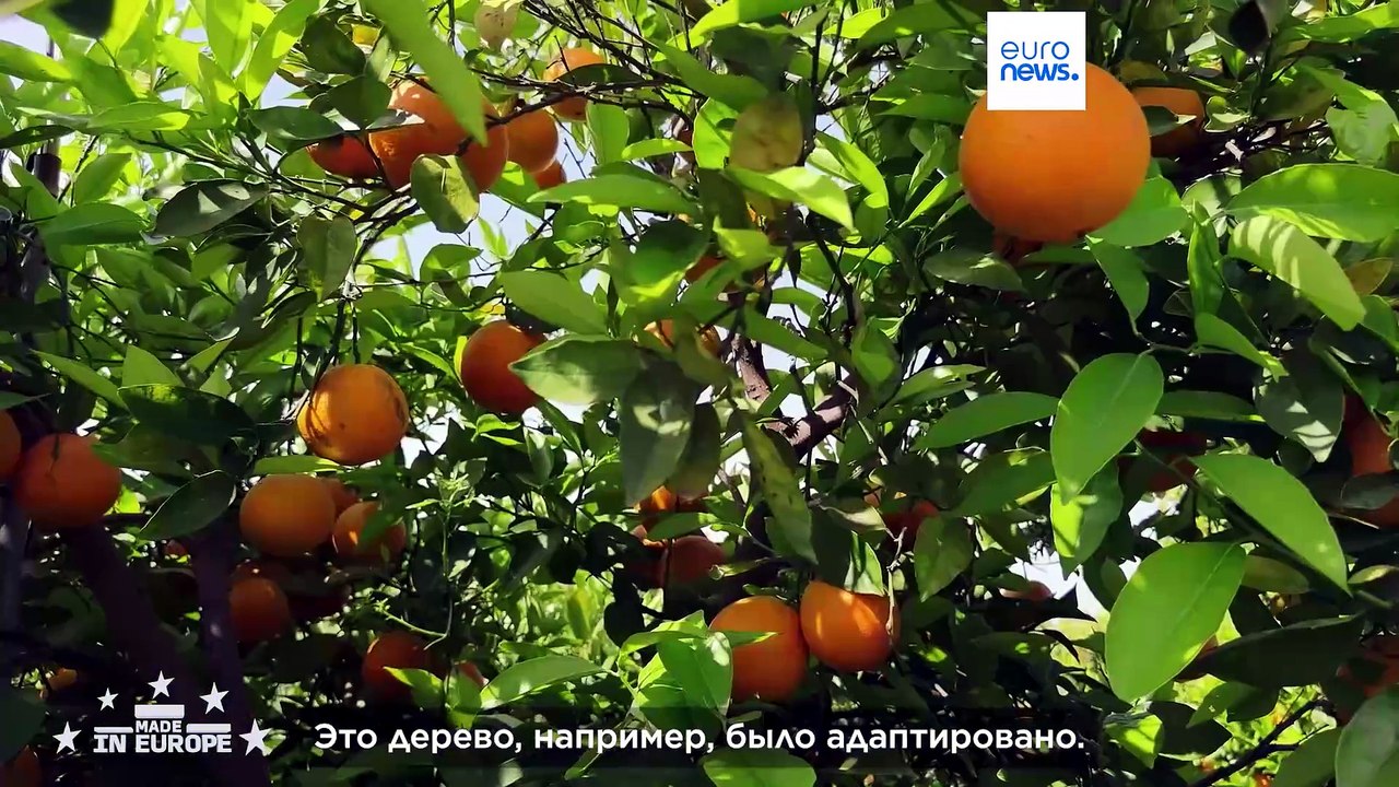 CrowdFarming: платформа, которая хочет кормить Европу лучше