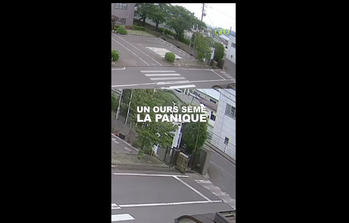 Japon : un ours blesse quatre personnes dans deux enterprises et une zone résidentielle