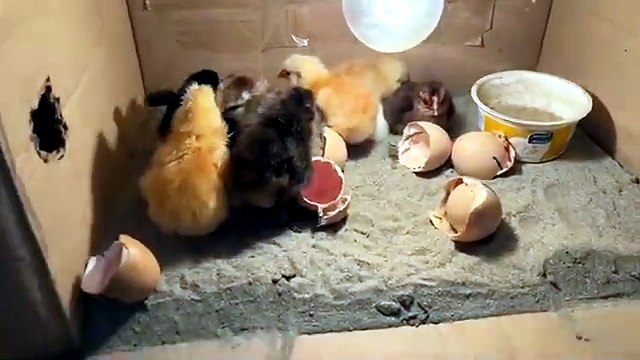 DIY Egg Incubator at Home 🥚🐣 | Amazing Chick Hatching Process | Homemade Cardboard Incubator