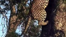 Clever Wild Leopard Climbs Tree to Hide Kill From Hungry Spotted Hyena