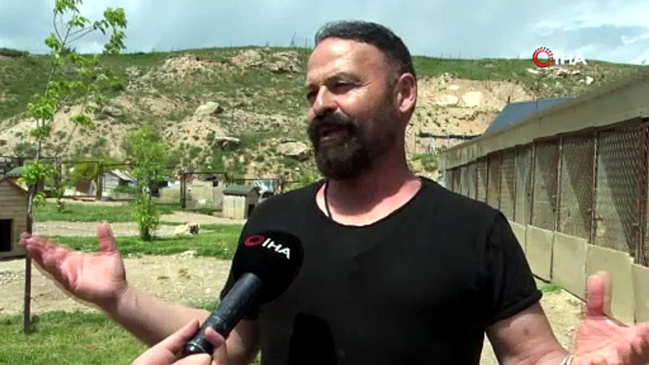 Sivas Kangalı’nın Çene Gücü Aslanı Geride Bıraktı